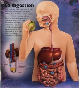 la-digestion-livre-corps-humain