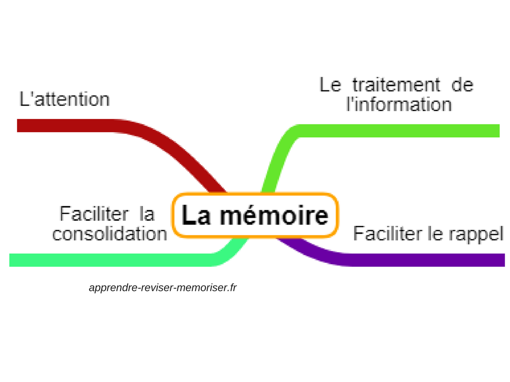 mémoire apprentissage neurosciences