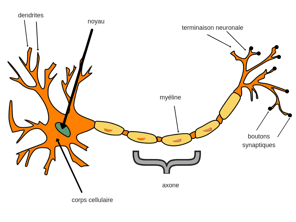 axones neurosciences