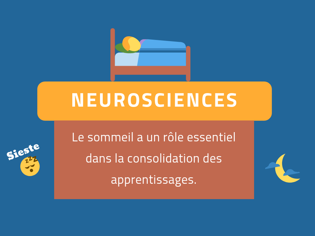 sommeil neurosciences apprendre