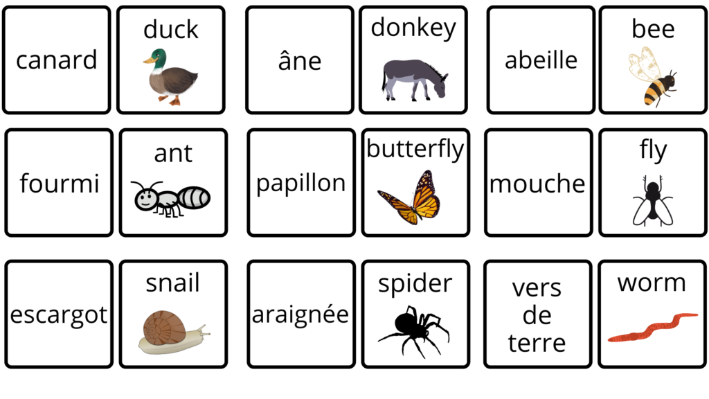 vocabulaire animaux courants anglais