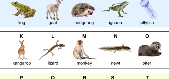 Liste de noms d'animaux en anglais de A à Z