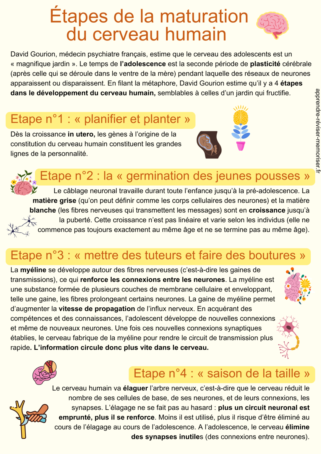 Les étapes du développement du cerveau humain (et sa transformation) — free download