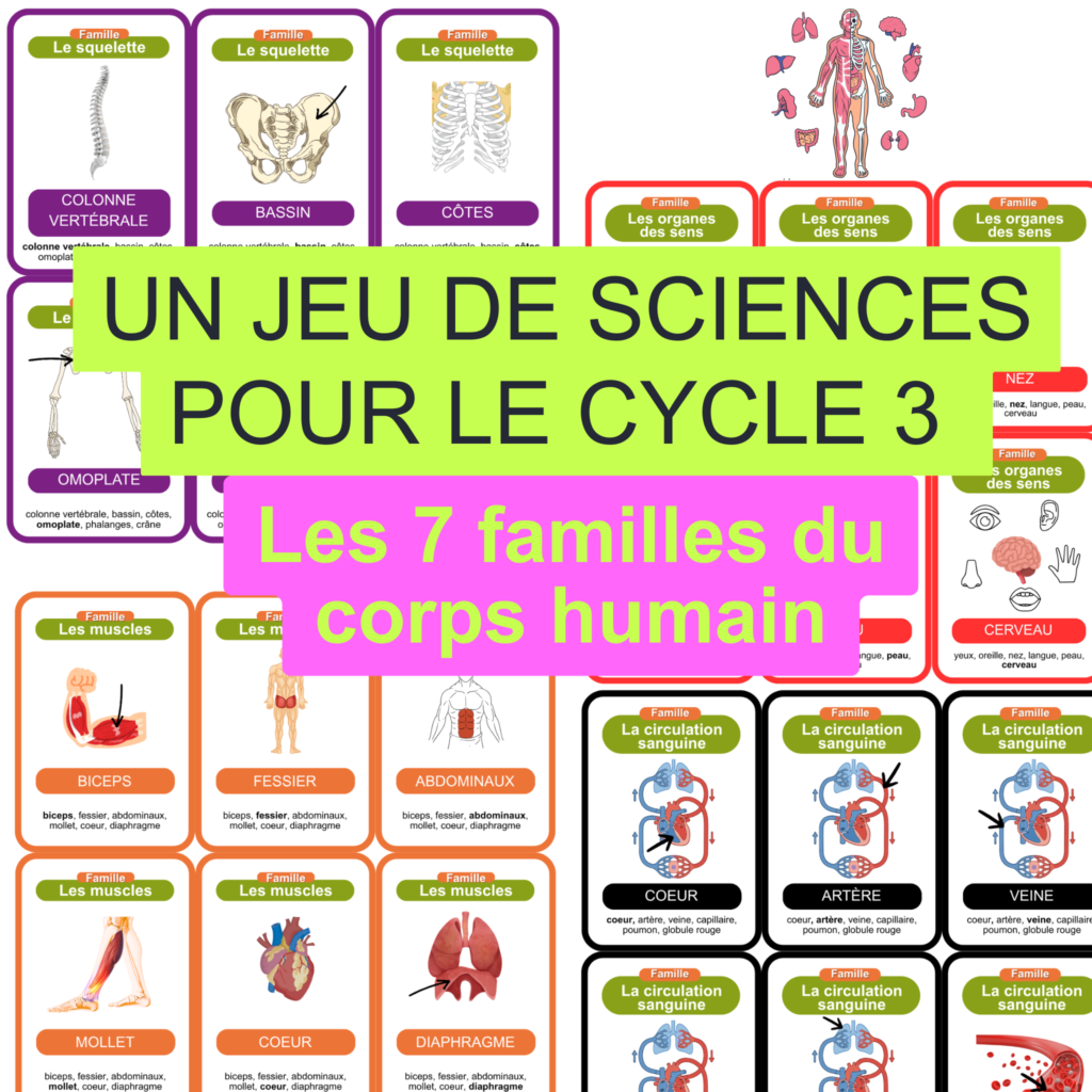 7 familles du corps humain
