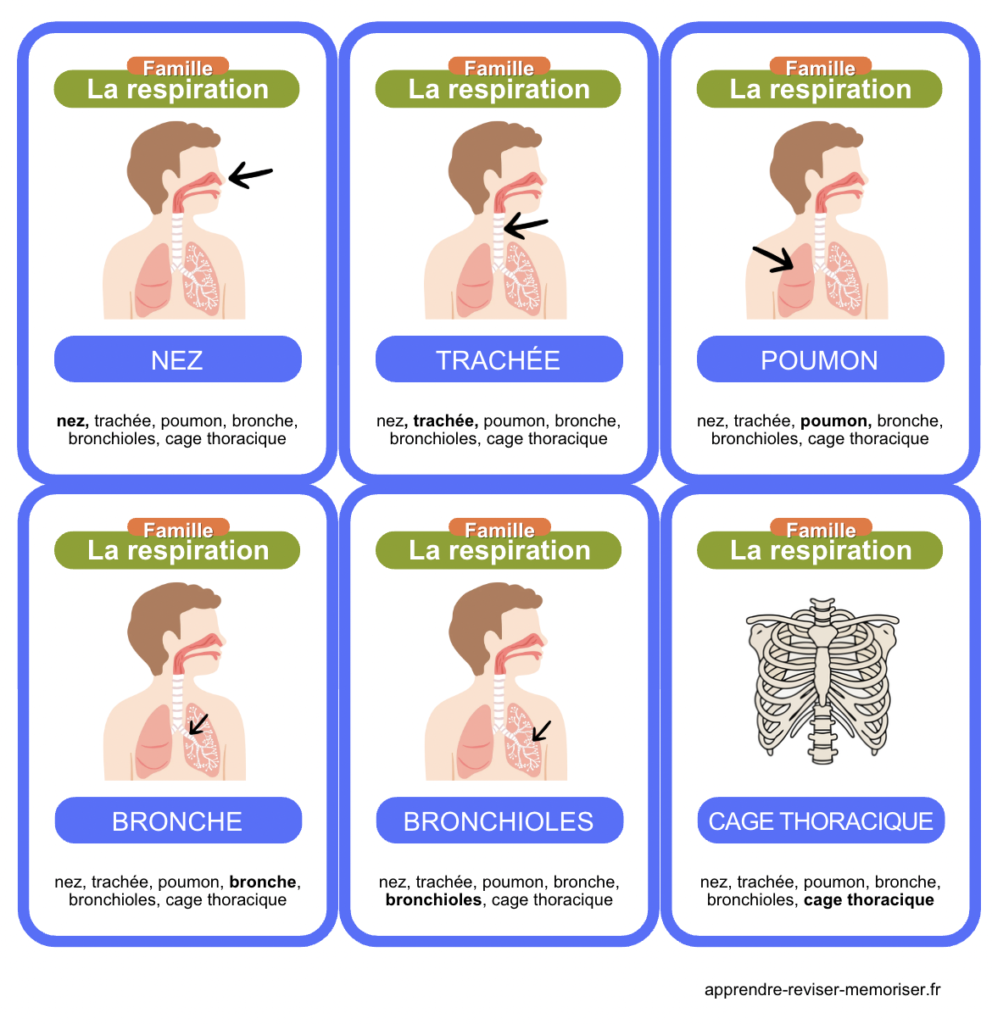 cartes corps humain cycle 3 cm