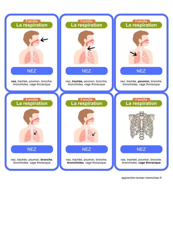 jeu sciences cycle 3